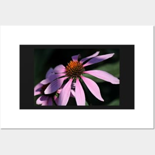 Purple Coneflowers Posters and Art